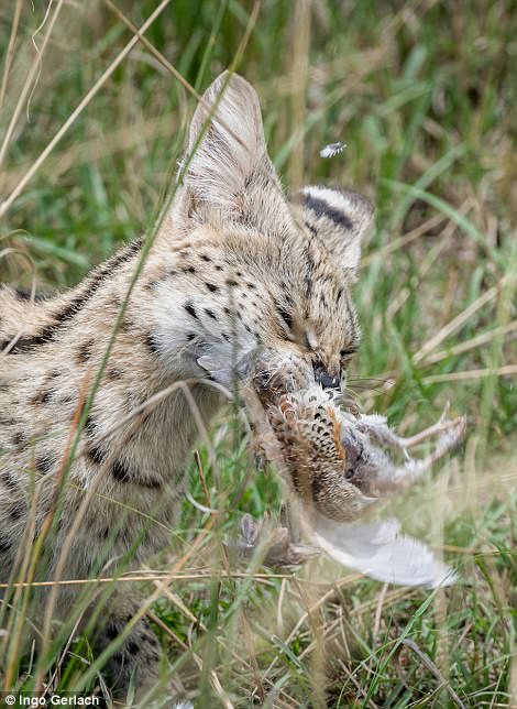 serval-cat-hunting