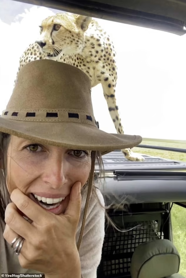 cheetah-climbs-safari-vehicle-Tanzania