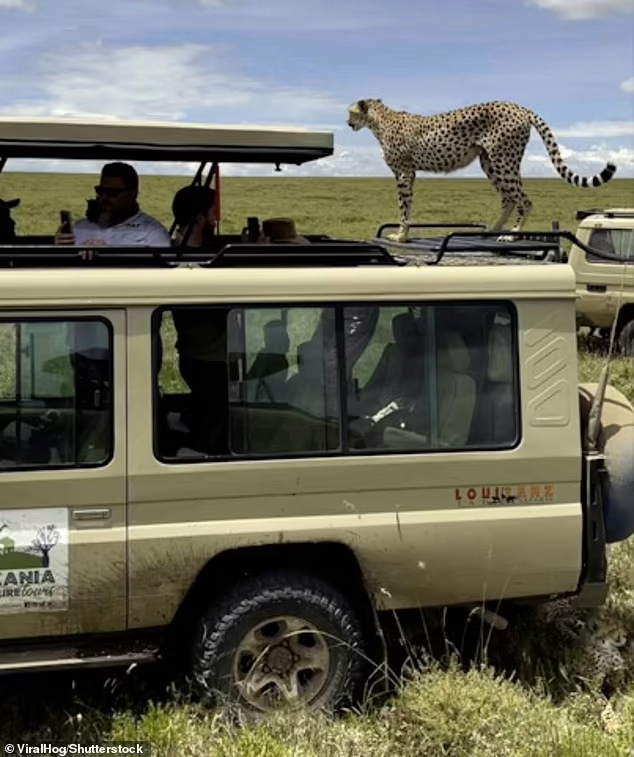 cheetah-climbs-safari-vehicle 