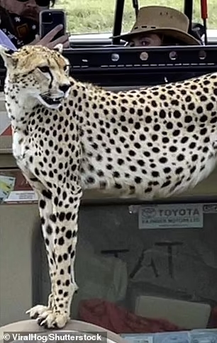 cheetah-climbs-safari-vehicle 