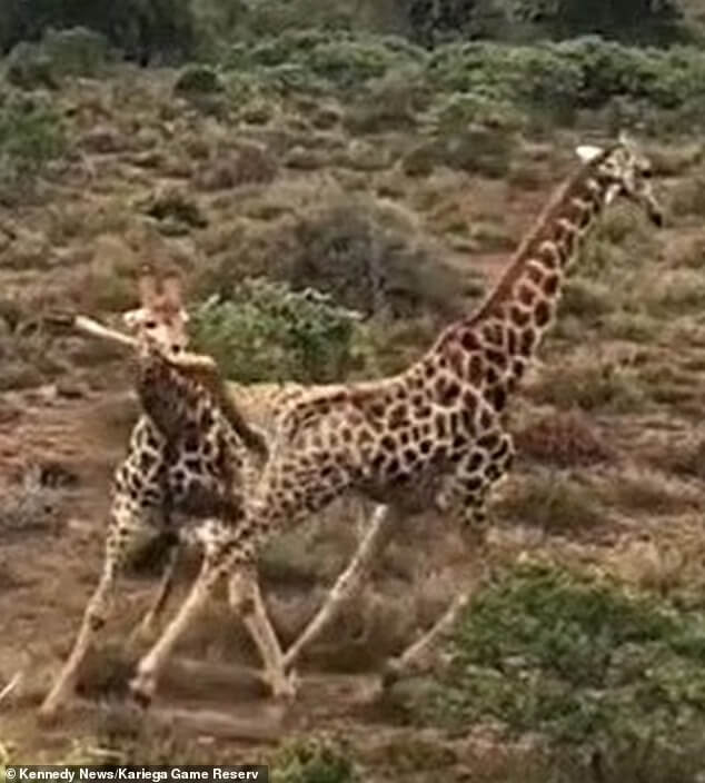 judo-giraffe-in-South-Africa
