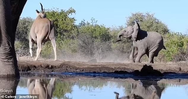 baby-elephants-charge-at-huge-antelope