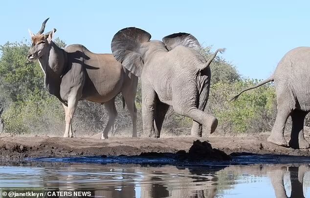 baby-elephants-charge-at-huge-antelope