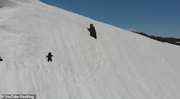 bear-cub-struggle-to-follow-his-mother-to-the-snowy-mountains