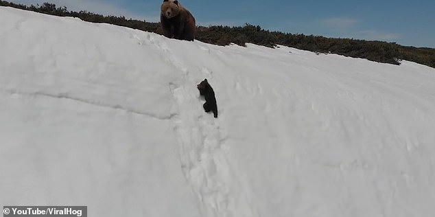 bear-cub-struggle-to-follow-his-mother-to-the-snowy-mountains