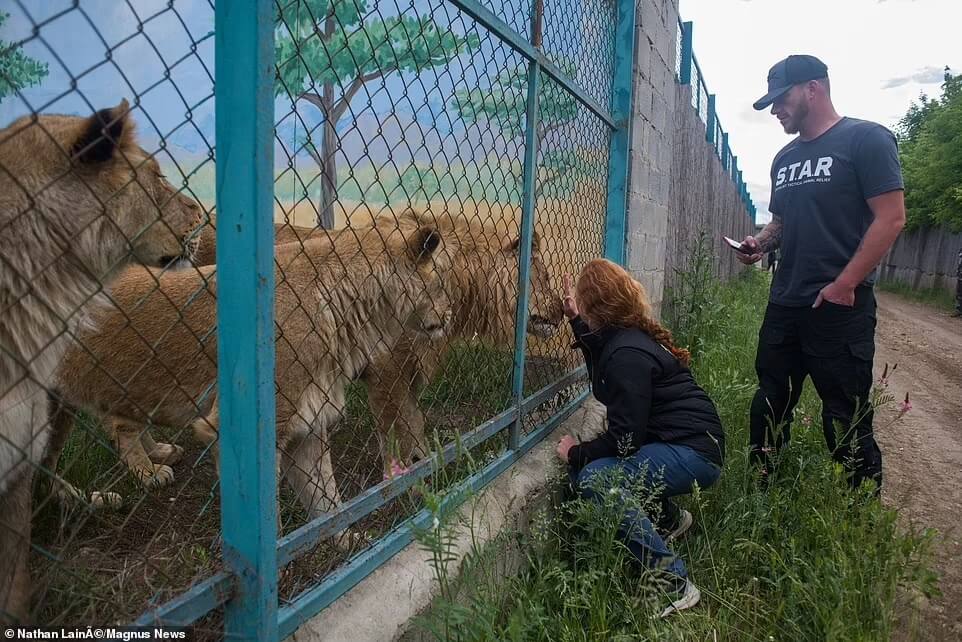 lion-Ukrainian-zoo