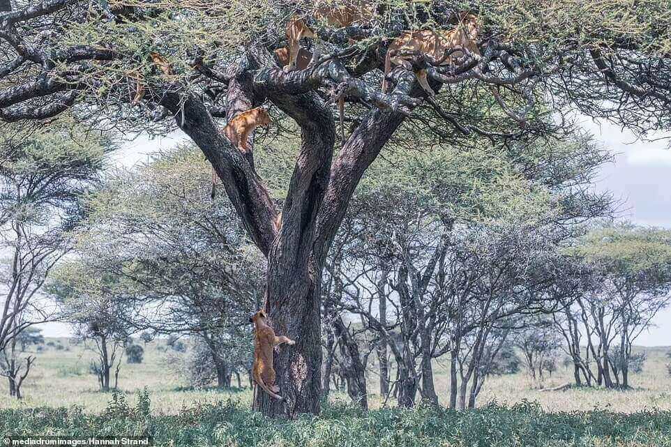lions-climb-up-tree-in-Tanzania