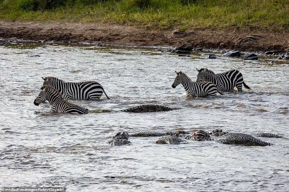 zebra-vs-crocodile