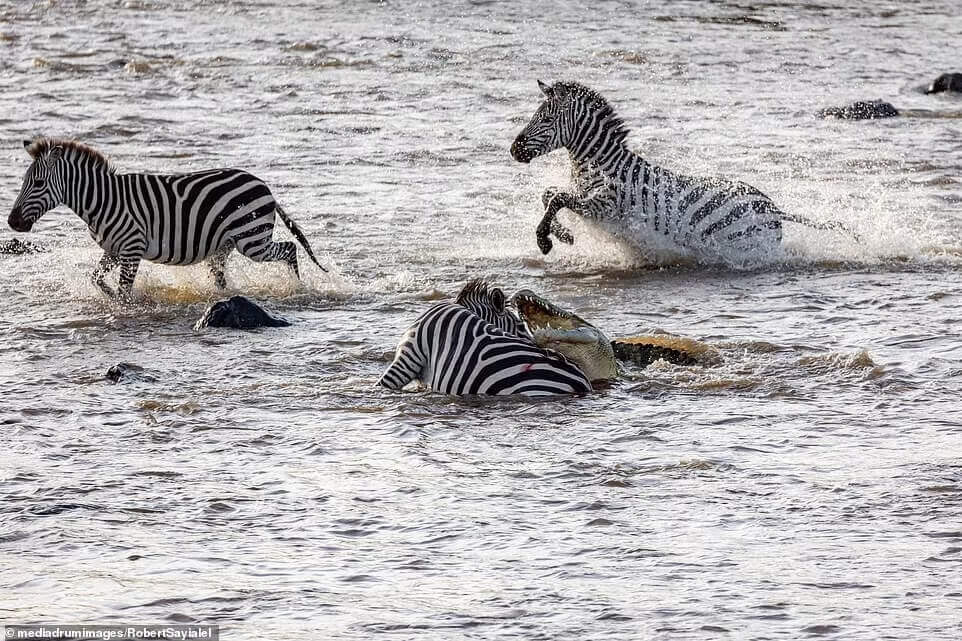 zebra-bites-crocodile