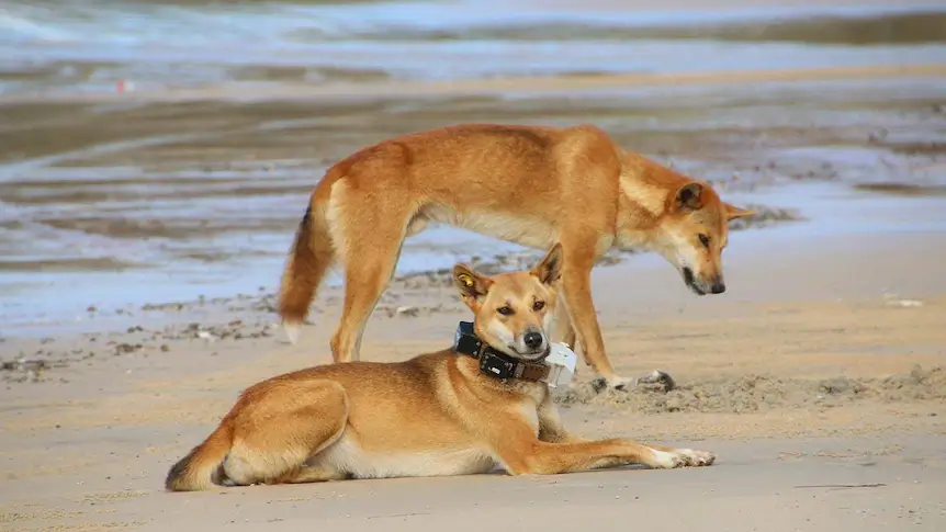 fraser-island-Dingoes