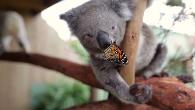 butterfly-koala-nose