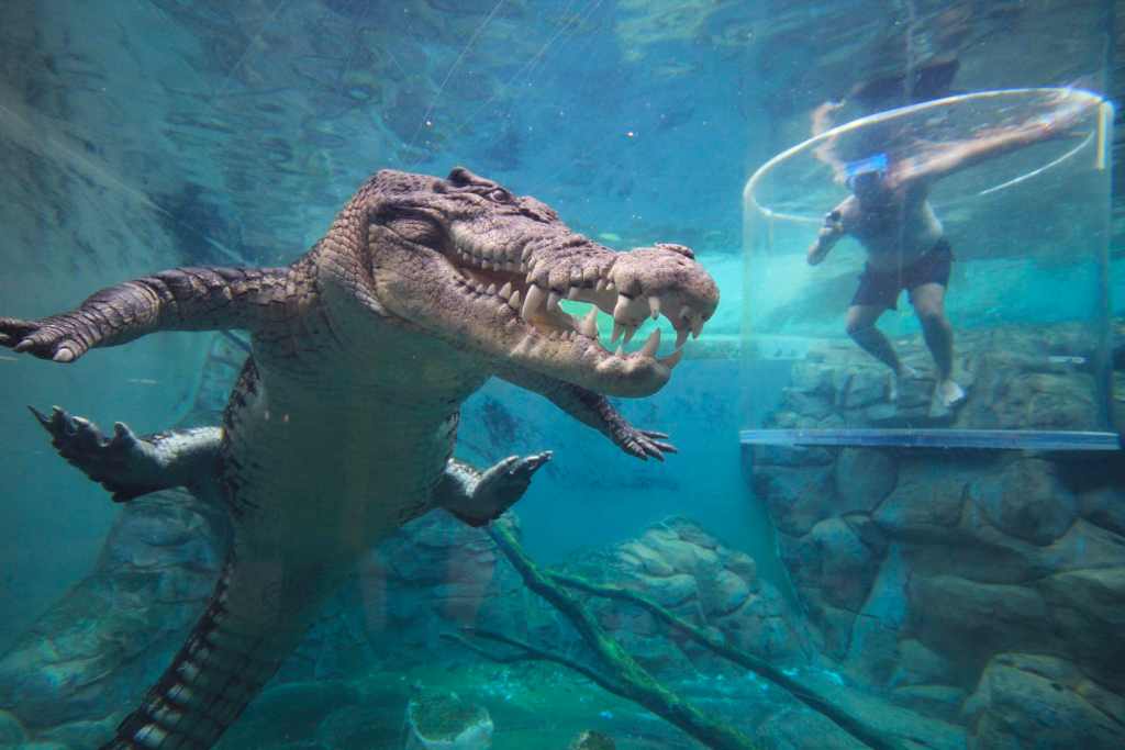 darwin-australia-crocodile