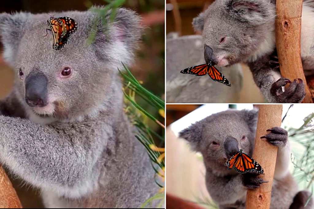 butterfly-koala
