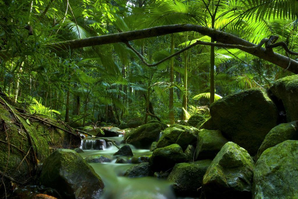 facts-Daintree-Rainforest
