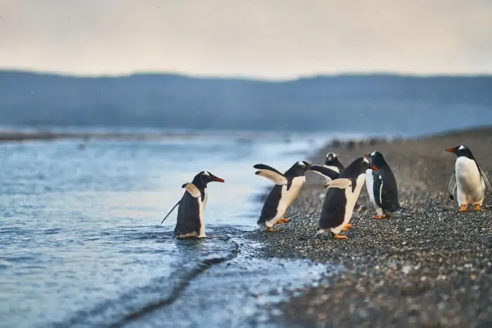 penguin-island