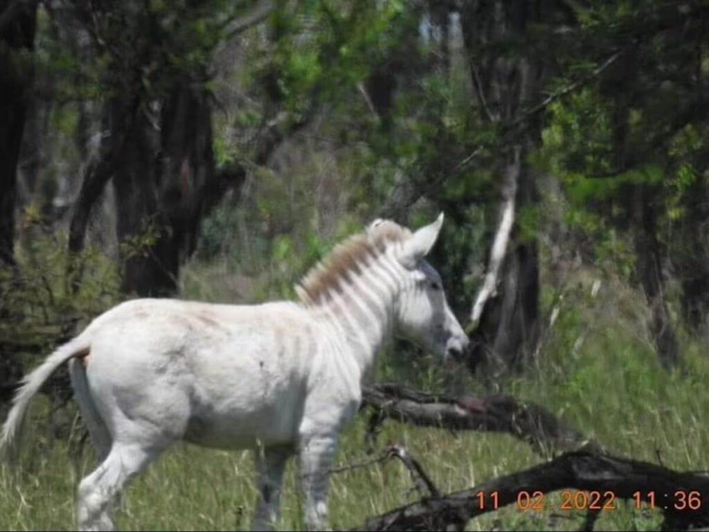 Rare-Albino-Zebra-Spotted-In-Tanzania