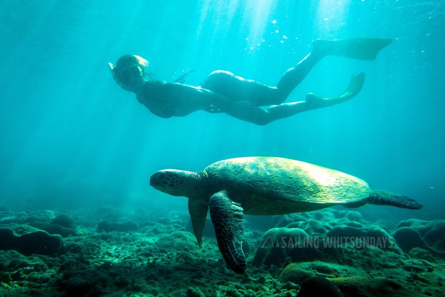 Swim-beside-turtles 