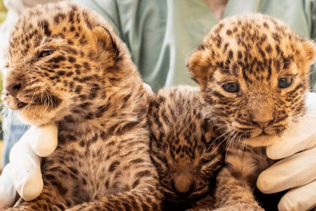 leopard-cubs