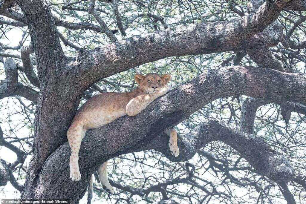 lions-climb-up-tree
