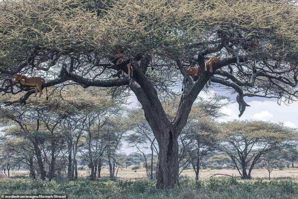 lions-climb-up-tree-in-Tanzania