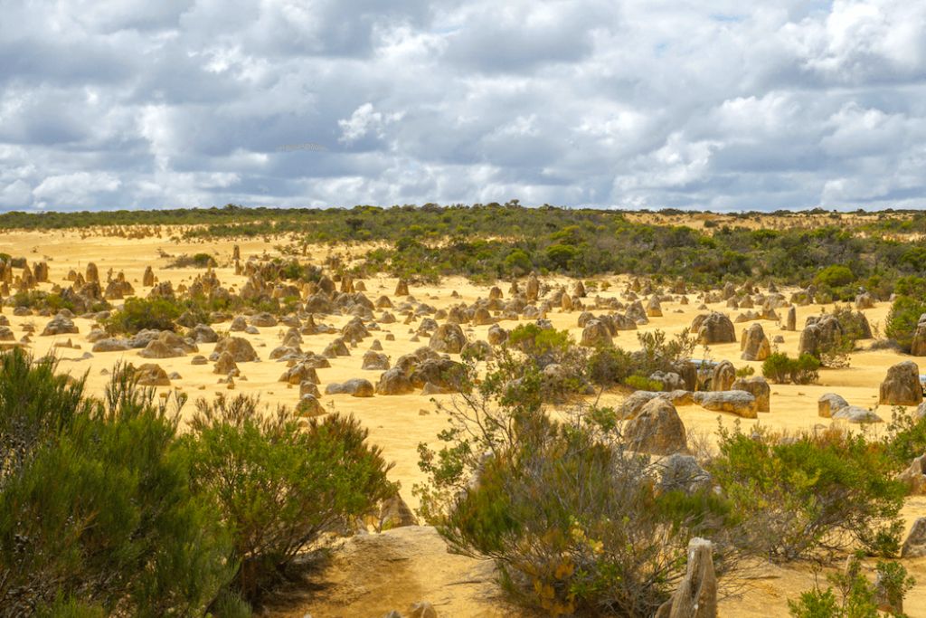 the-pinnacles-desert-plants