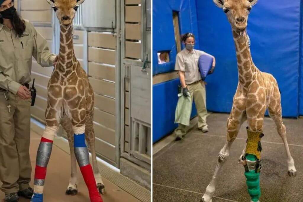 giraffe-legs-brace