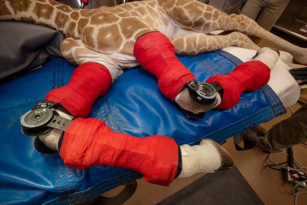 San-Diego-Zoo-baby-giraffe-legs-brace