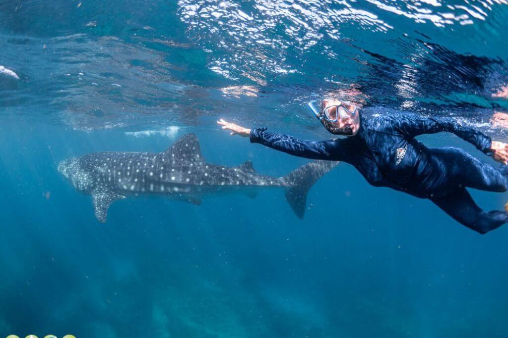 Swimming-With-Whale-Sharks-Exmouth-Tour
