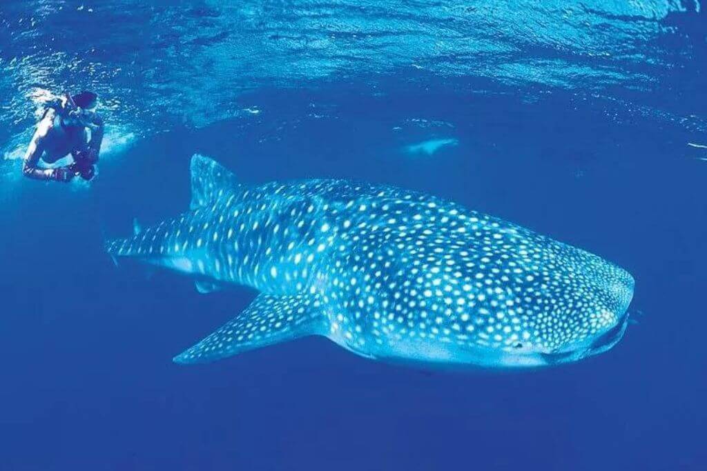 Swimming-With-Whale-Sharks-Ningaloo-Reef