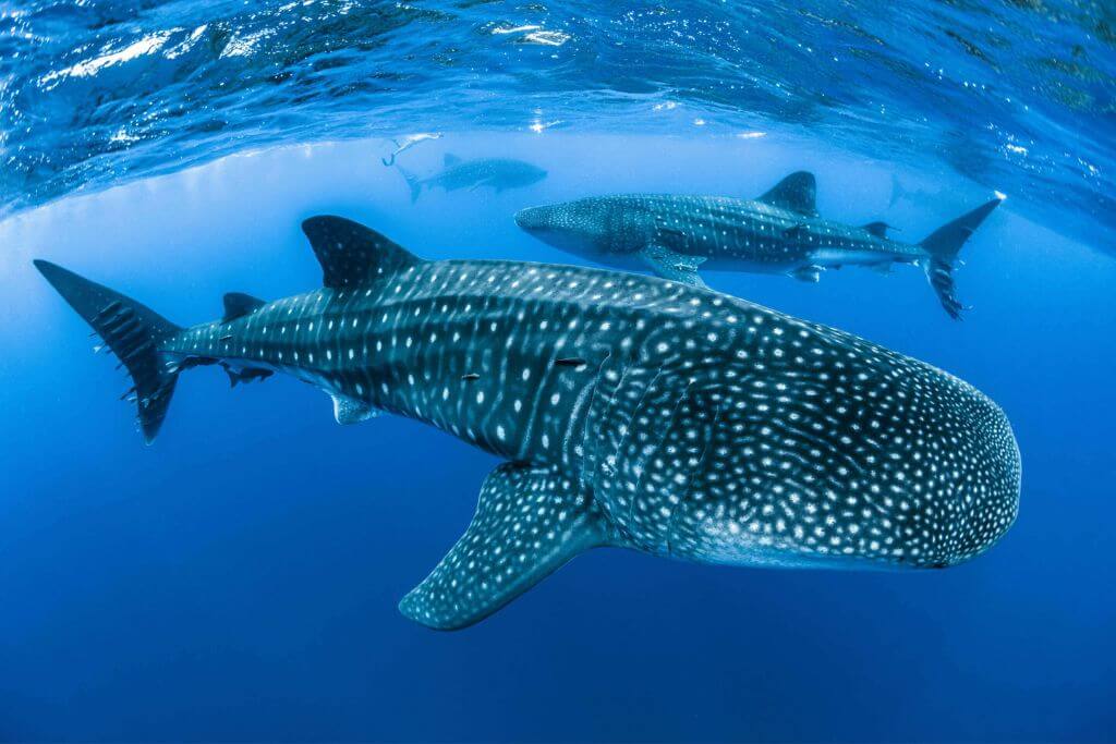 Are-Whale-Sharks-Dangerous