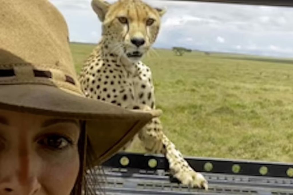 cheetah-climbs-safari-vehicle
