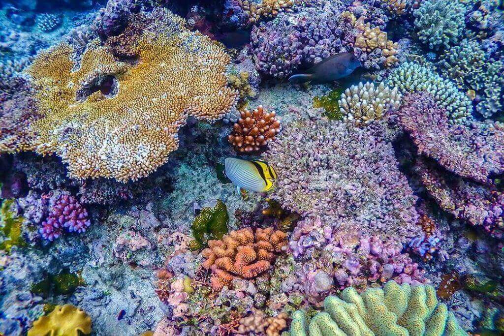 living-corals