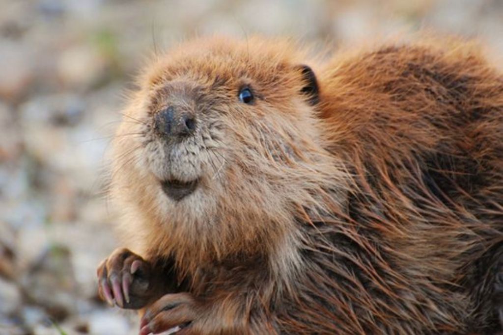 beaver-Canada-national-animal