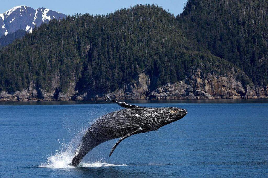 whale-watching-the best-time-to-visit-vancouver