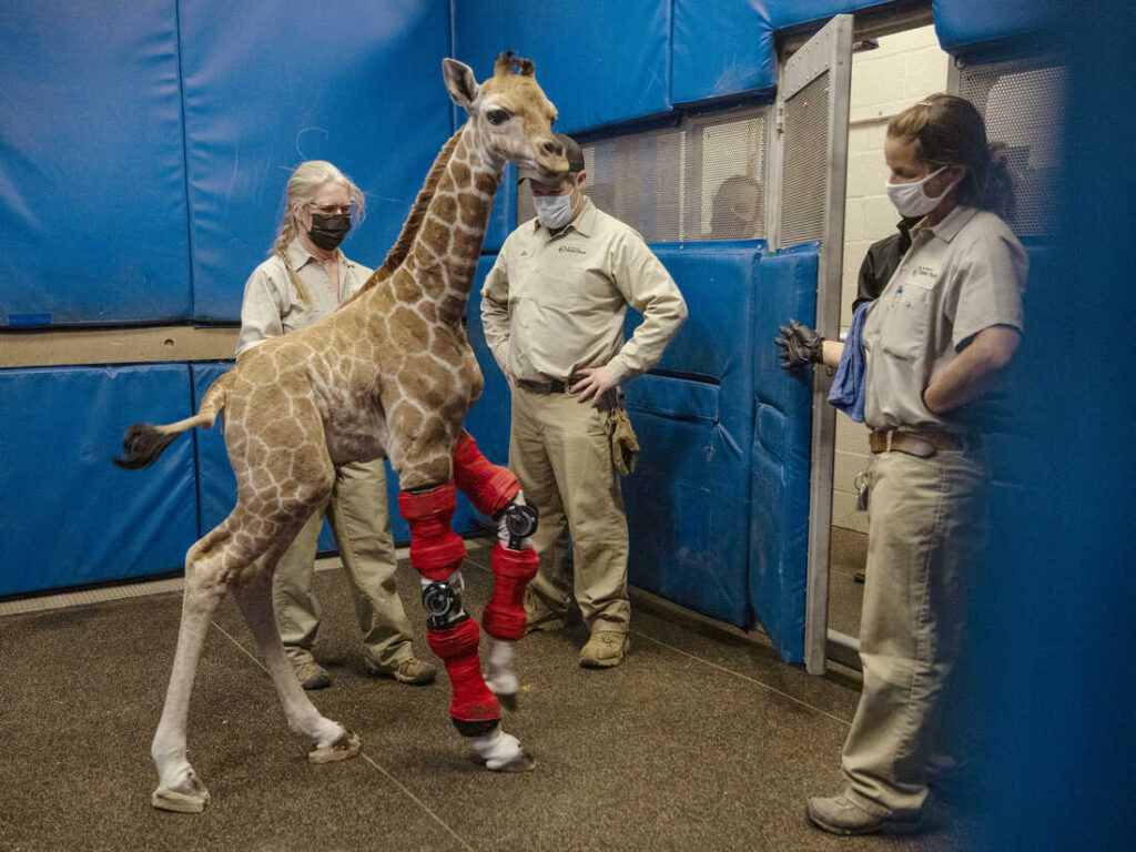 baby-giraffe-legs-brace