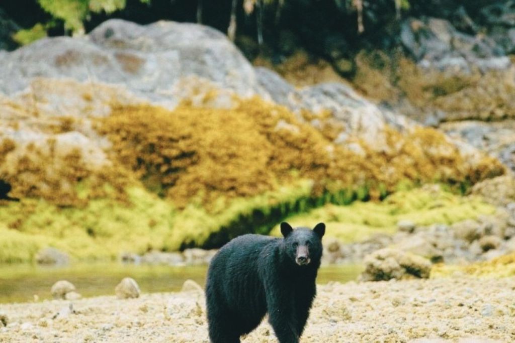 bear-spotted-in-tofino-rainforest