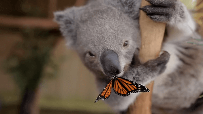 butterfly-koala-nose