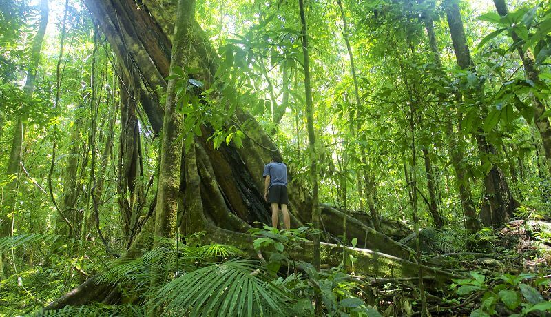 daintree-rainforest-facts