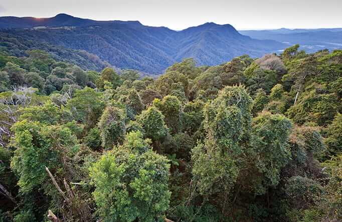 gondwana-rainforests-australia