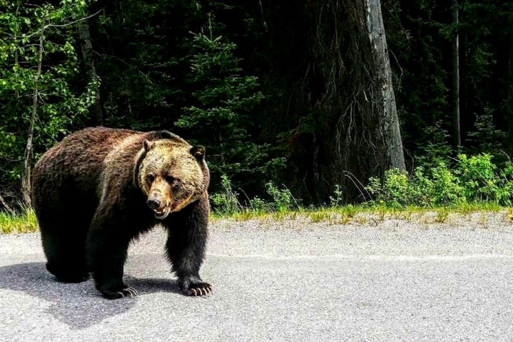 grizzly-bear-banff