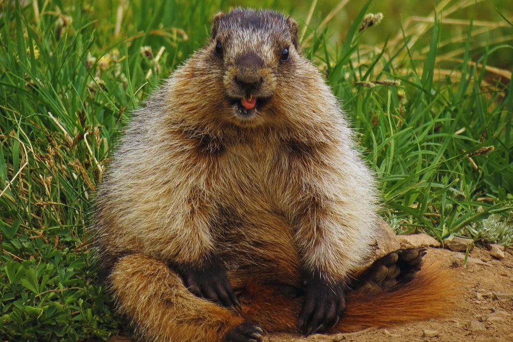 hoary-marmot-banff