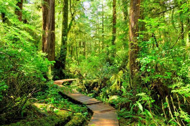 Vancouver-Island-rainforest