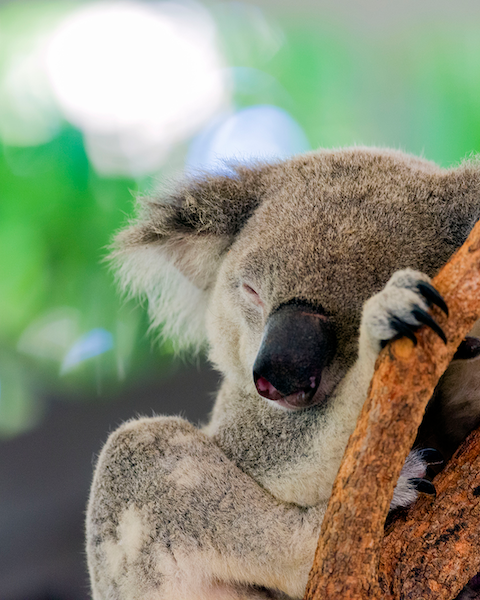 koala-sleeping-at-hamilton-island-wildlife
