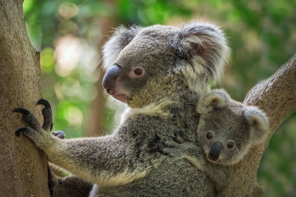 kuranda-koala-gardens
