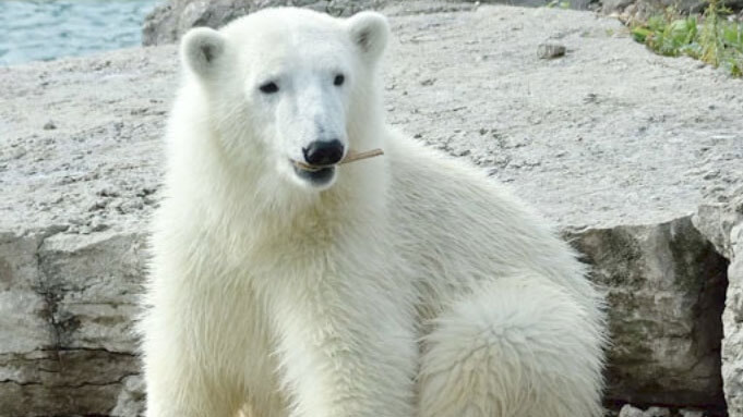 polar-bears-toronto
