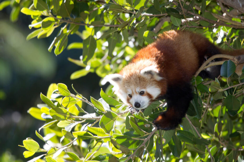 red-panda-in-perth-zoo 