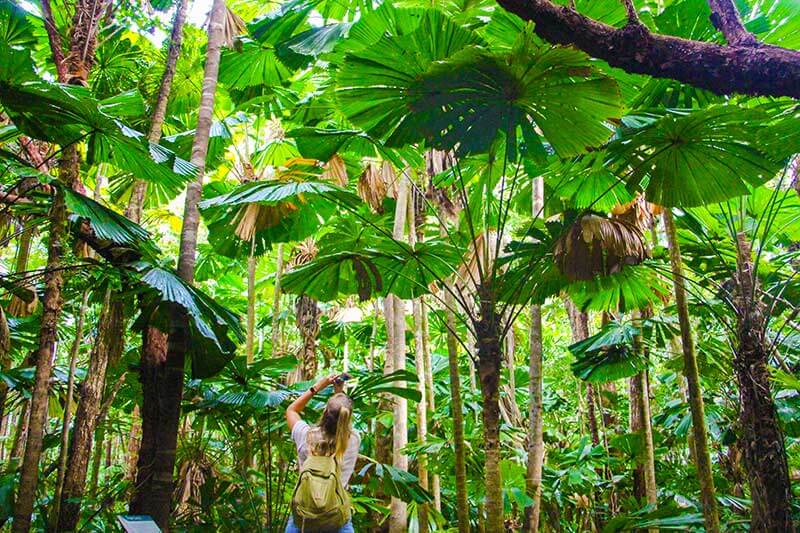 facts-Daintree-Rainforest