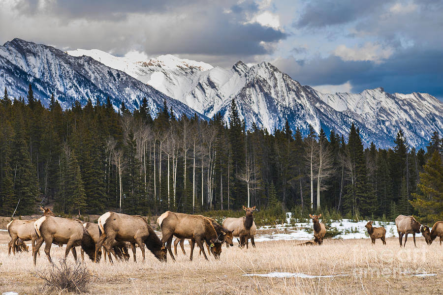 wild-mountain-elk-banff-national-park
