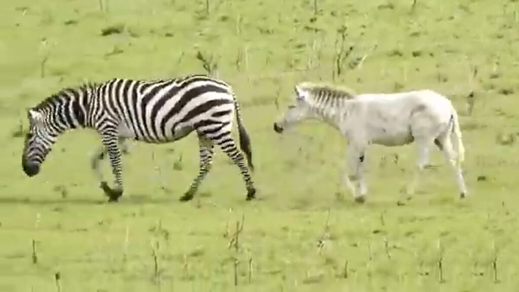 albino-zebra-Tanzania