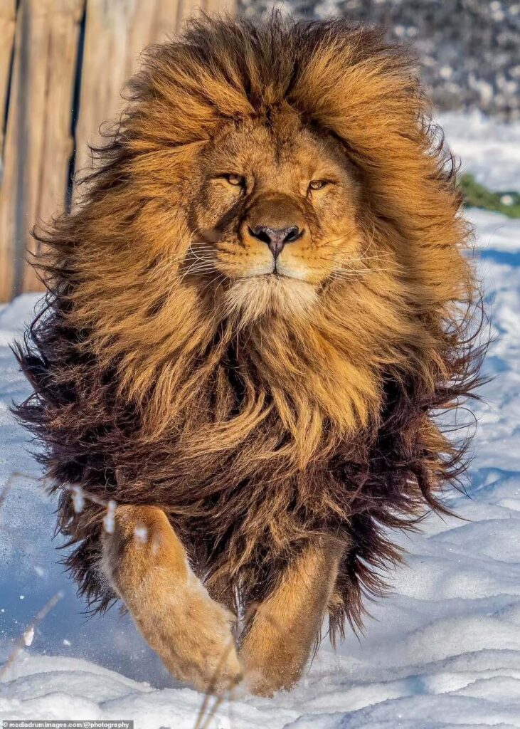 mane-hair-lion